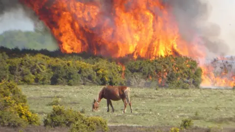 Mac Hall Gorse fire at Sway