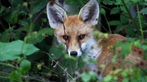 BBC Urban fox (generic)