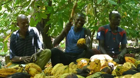 AFP Cocoa farmers, one chopping a pod, in Ivory Coast - 2020