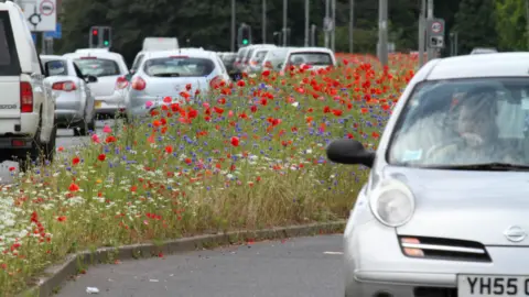 Pictorial Meadows Rotherham roadside meadow