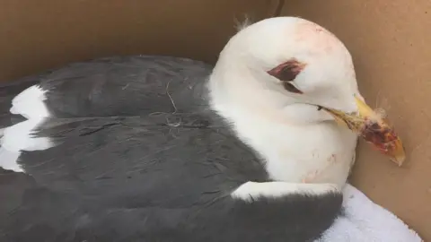 RSPCA gull