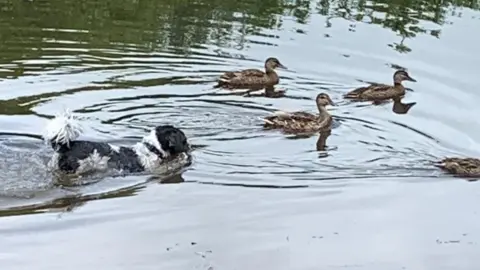 Jane Warner Charlie and the ducks