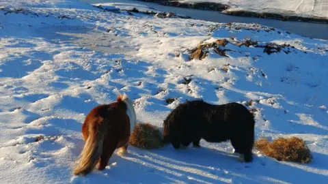 Amanda Slater Shetland ponies