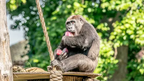 ZSL London Zoo Western lowland gorilla Gernot enjoying an ice lolly during the heatwave