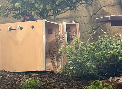 Drusillas Zoo Park The pair of lynx venture out of their travel boxes to explore their new enclosure