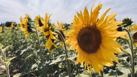 Shaun Whitmore/BBC A field of sunflowers. The picture has been taken at an angle with the right hand of the picture being the closest to the camera. A sunflower with yellow petals and a brown seeded centre sits among a row of dwarf sunflowers.