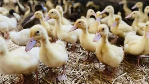 Pencwarre Poultry Young ducklings in a shed at Pencwarre Poultry