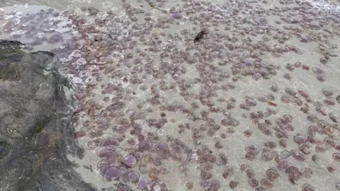 Thousands of purple jellyfish coat the sand as far as the eye can see. 