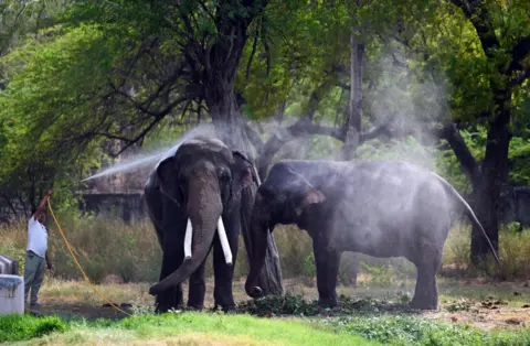Getty Images Un éléphant indien prend une douche avec de l'eau pour combattre la chaleur dans un enclos du parc zoologique le 20 mai 2024 à New Delhi, en Inde. 