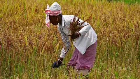 Getty Images A woman farmer wearing a shirt, traditional skirt and a cotton towel wrapped around her head, works at a field in Assam's Nagaon.