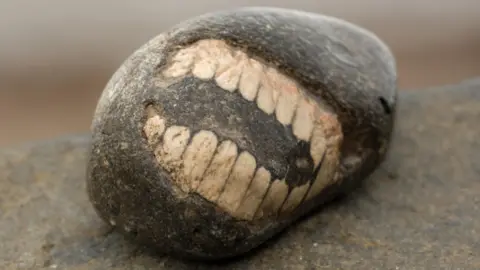 A fossil of part of a crinoid that resembles a row of teeth. The markings form a curved shape with pale, tooth‑like segments set against the darker surface of the fossil. The fossil rests on another rock in the foreground.