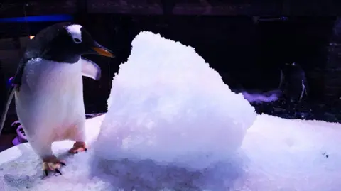 The Deep Lizzie the penguin standing next to a big lump of ice. Lizzie has a white body and black head with white patches over the eyes.