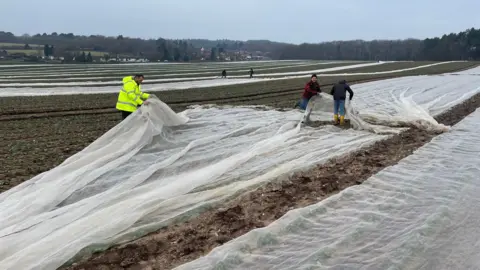 Workers are covering a field in protective netting