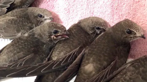 SOS Swifts Four fledgling swifts lined up on a red towel