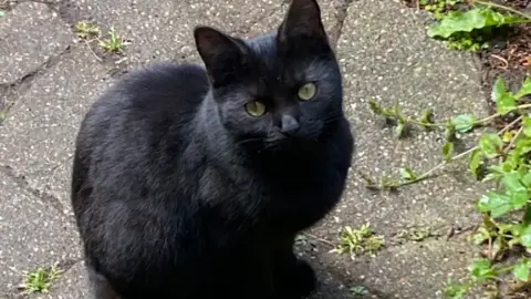 A black cat sits neatly on the pavement looking up at the camera
