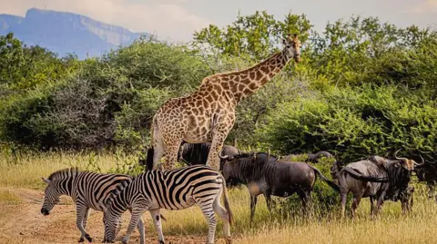 Getty Images South African landscape showing dry grassland with trees across the scene. There is a giraffe in the middle looking towards the camera. On the left are two zebras grazing, on the right are four wildebeest also grazing. In the background you can see mountains on the right in the distance.