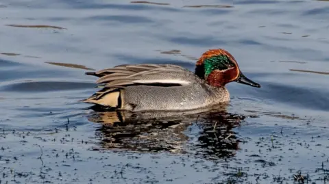 A small duck with brown and green markings on its head, and black, white and grey patterns on the rest of its body. It is on water with some weeds poking through the surface around it.  