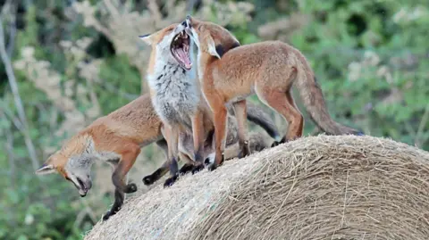 Dan Beaman Three fox cubs on top of a hay bale, with trees behind it. The animal in the middle has its mouth open. 
