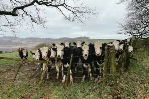 Olesia Komarova Cows gathered astatine  the borderline   of a tract  facing the camera