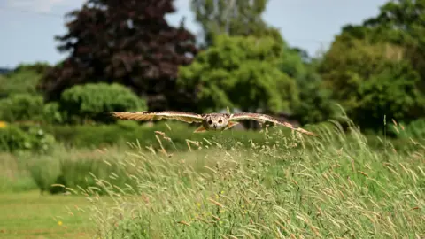 A short-eared owl flying close to the ground as if swooping to find something, with their eyes centred on its target. 