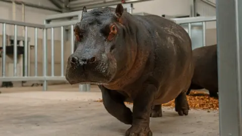 Longleat A large hippo walking out of a penned enclosure with metal gates and looking at the camera. Behind it there is another hippo, eating from a pile of food on the ground.