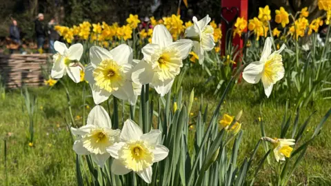 Several white daffodils are in the foreground facing different directions. There are yellow daffodils in the distance and people walking past.