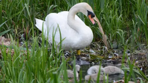 A swan sits outside near a river, tending a brood of cygnets, surrounded by long reeds and plants
