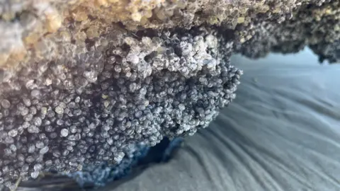 Shaun Whitmore/BBC A mass of charred and stained plastic pellets clumped together 