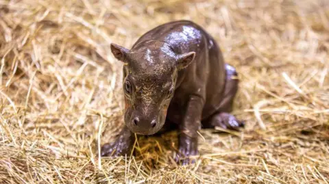 RZSS Endangered pygmy hippo calf sitting on straw while in its enclosure at Edinburgh Zoo.
