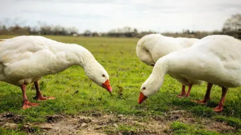 Happy Pants Ranch Geese