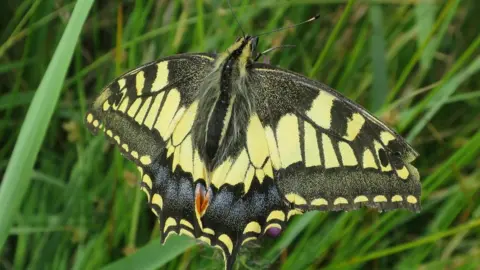 Hugh Venables/Geograph Swallowtail butterfly