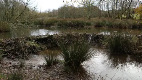 Beaver Trust/Nina Constable Media  A beaver dam