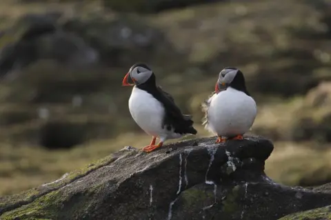 BBC Puffin on the Isle of May