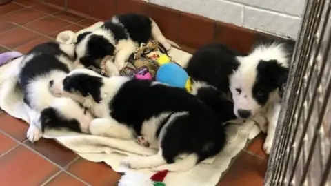 Scottish SPCA Abandoned puppies