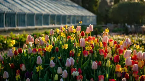 Arundel Castle A mound of red and yellow tulips. They are soaked in low sunlight. 