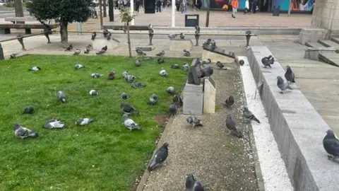 Kevin Shoesmith/BBC Birds at Hull's war memorial