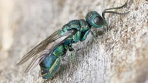 Colin Edwards Blue wasp