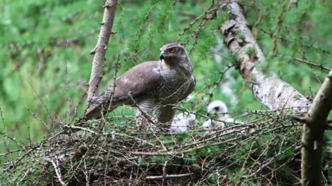 BBC / Mike Birkhead Associates Goshawk and chicks