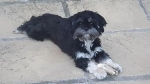 Suffolk Police female, black-and-white-coloured Lhasa apso