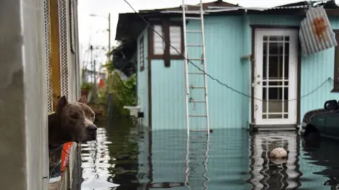 Getty Images Dog looking out of window in flooded townscape