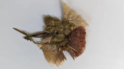 Wartime pressed flowers