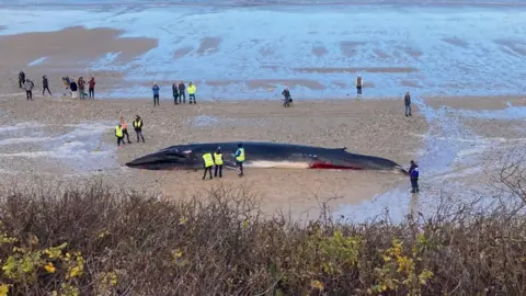 Newquay Activity Centre People around a dead fin whale stranded on a beach