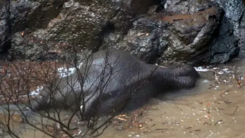 EPA Elephant carcass lies in shallow water below Haew Narok Waterfall