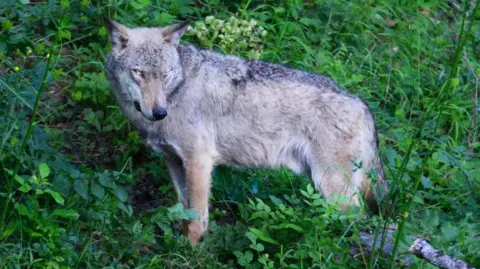 A wolf - which has a light tan and grey coat and light eyes - is seen stood on a sloping landscape among foliage in the Abruzzo National Park in Italy