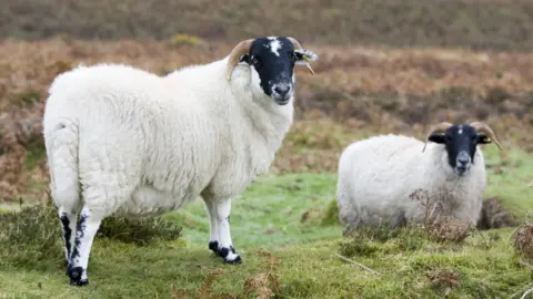 Getty Images Dartmoor sheep