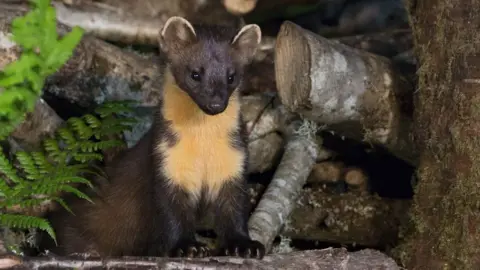 Robert Cruickshanks The animals are among the rarest in Wales