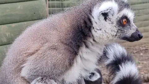 Lemur with infant attached to her