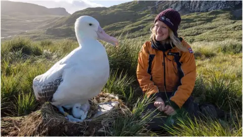 BBC/JOHN DICKENS Lucy Quinn seen checking albatrosses on Bird Island, part of South Georgia