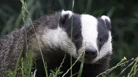 Reuters Badger