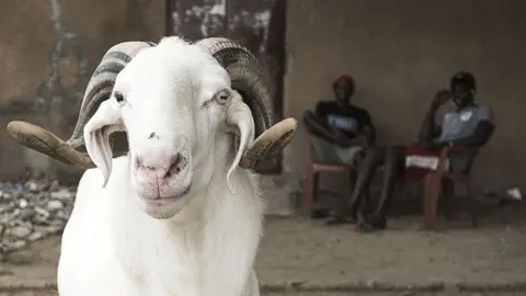 Anadolu/Getty Images A ram